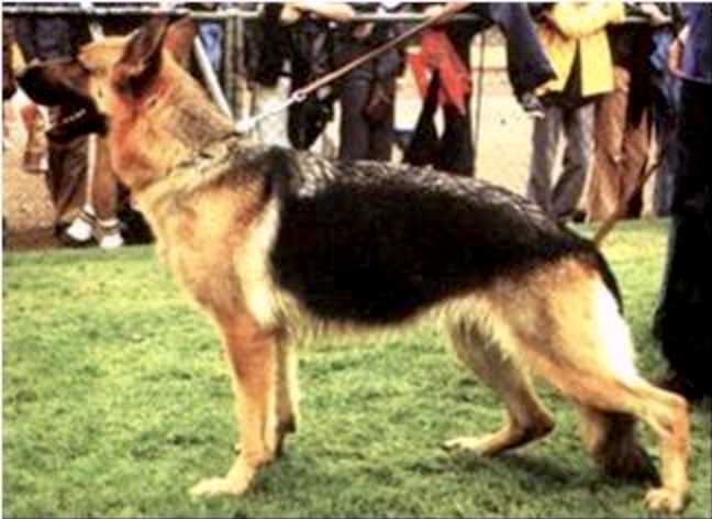 Yanka vom Königsbruch | German Shepherd Dog 