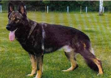 Mutz vom Kosakenwald | German Shepherd Dog 