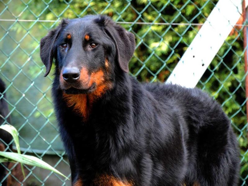 Imperator´s Legacy Enzo´s Pride | Beauceron 