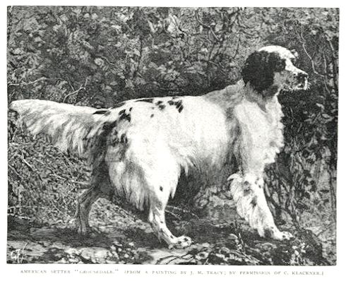 Grousedale fm x183914 v31 | English Setter 