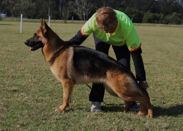 Karmay Kokkomo | German Shepherd Dog 