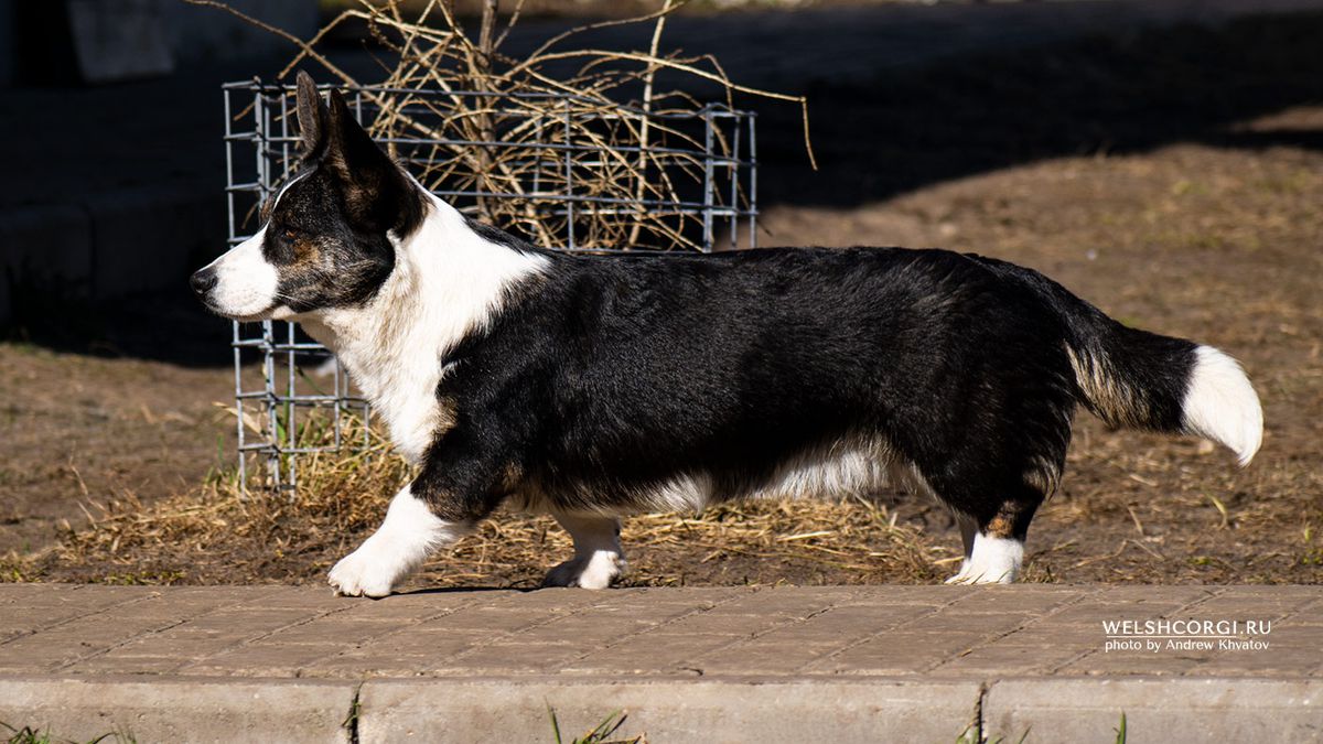 Aethwy Jillian | Cardigan Welsh Corgi 