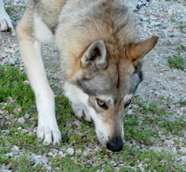 Elan spod Dumbiera | Czechoslovakian Wolfdog 