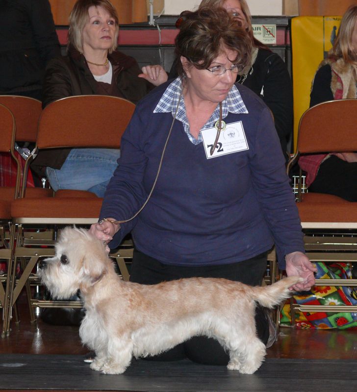 Cloverwood Absolute Angel | Dandie Dinmont Terrier 