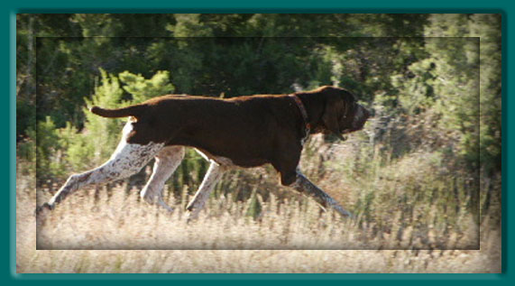 Lovely Flora di Cerca Trova | Bracco Italiano 