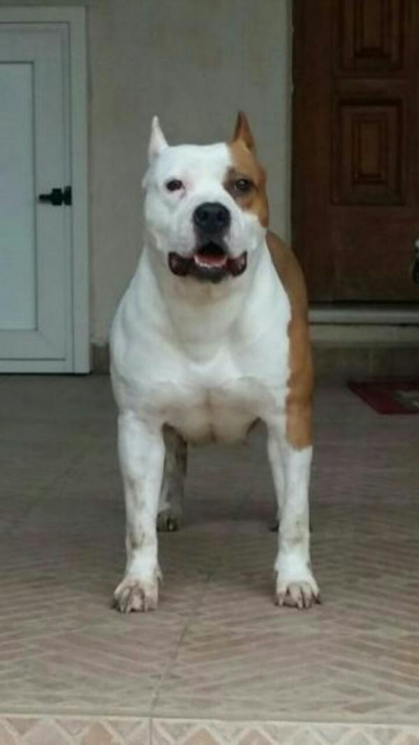 CUDA'S LA BELLA TOPA | American Staffordshire Terrier 