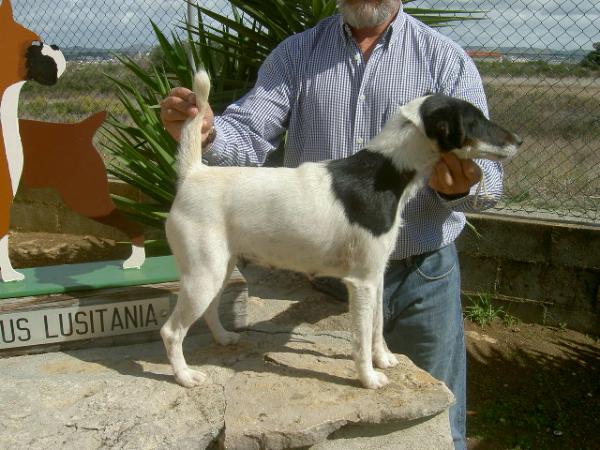 Traci Von Haus Lusitania | Smooth Fox Terrier 