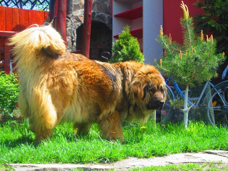 Gorakazbeck Bia | Caucasian Mountain Dog 