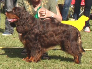 Fieldstar Mio Tanboy | Field Spaniel 