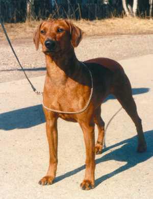 Yarracitta IPANAPAPANETTA | German Pinscher 