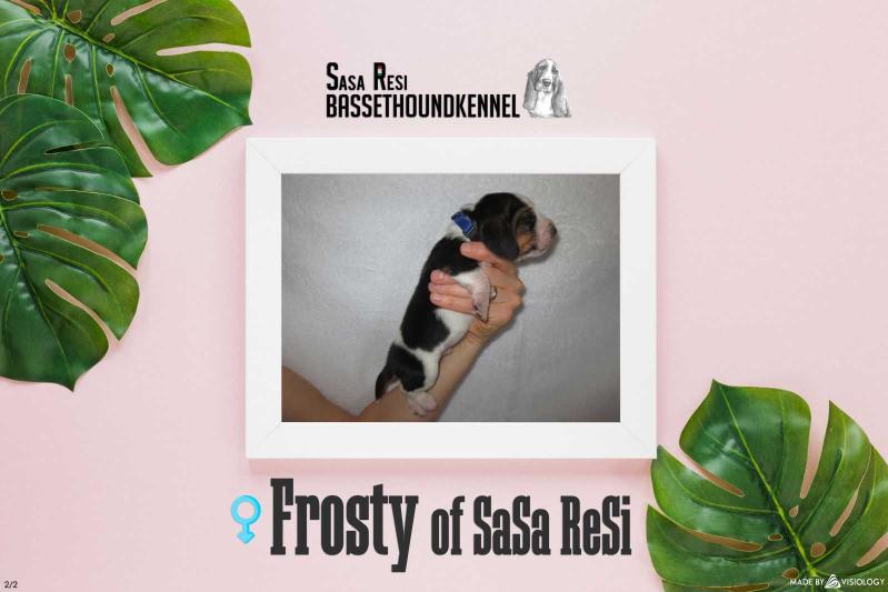 Frosty of Sasa Resi | Basset Hound 