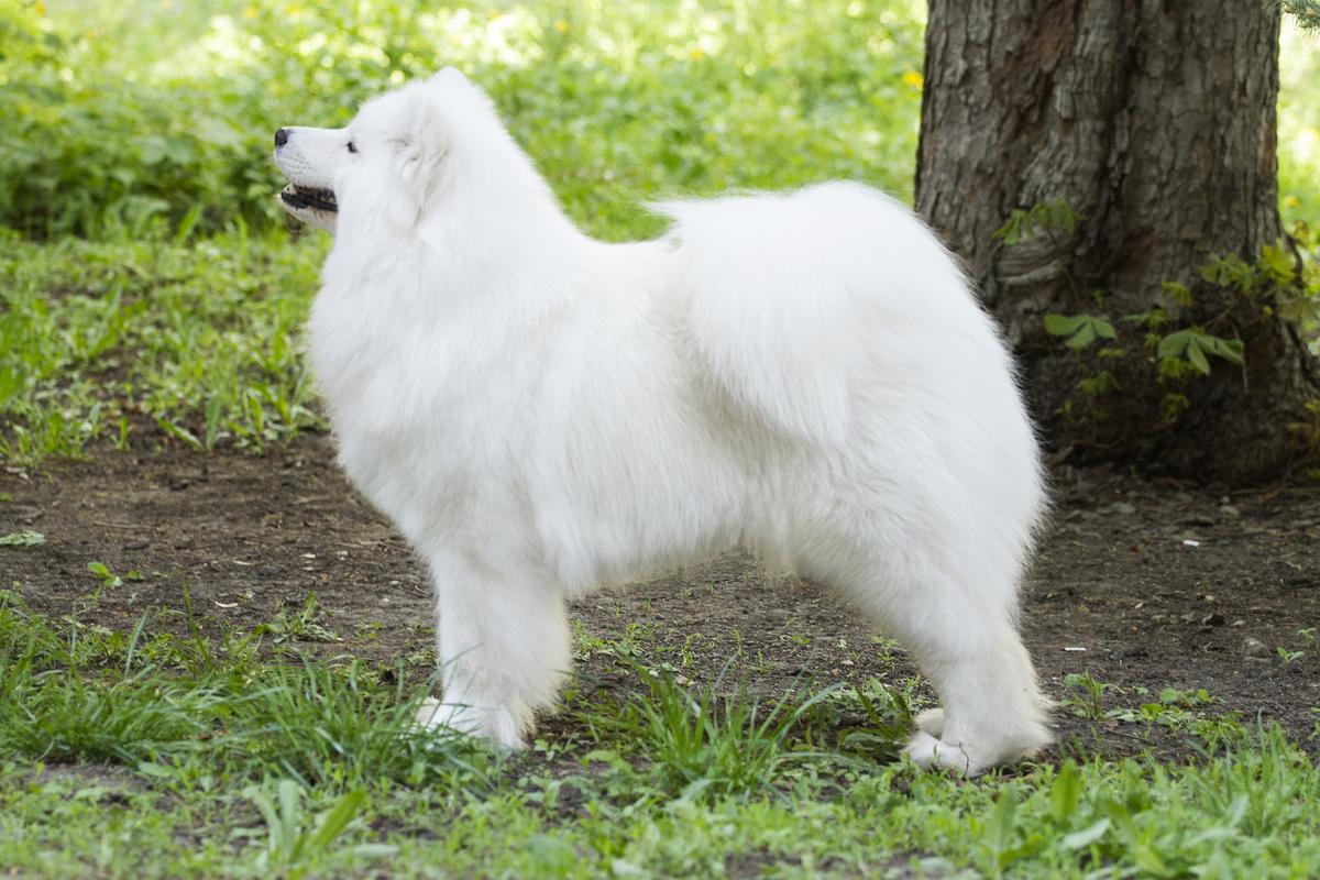 YULTA | Samoyed 