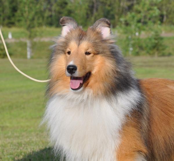 Triadic CanyonView So Decadent | Shetland Sheepdog 