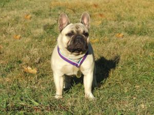IL DIVO GERONIMO CHARMANTE PERLE | French Bulldog 