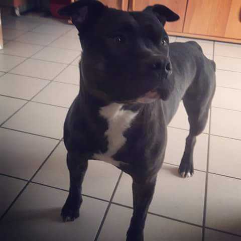Jerko "koko" | American Staffordshire Terrier 