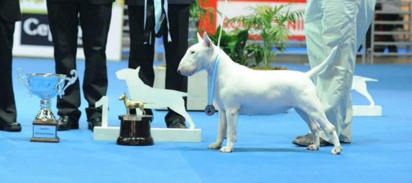 ELECTRA DE LOS HEROES | Bull Terrier 