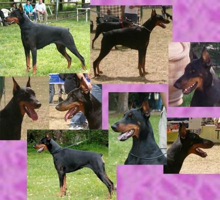 Melissa dei Nobili Nati | Black Doberman Pinscher