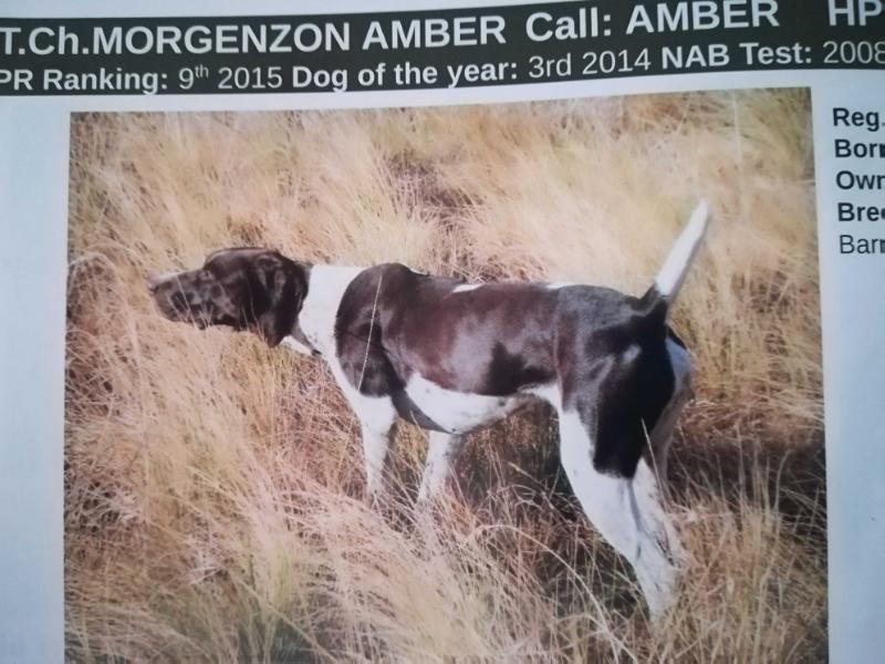 MORGENZON AMBER | German Shorthaired Pointer 