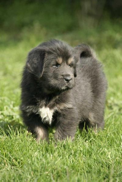 Lhassa Lasya Des Lions Du Nam Tso | Tibetan Mastiff 