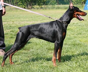 Mistral Nikita dei Nobili Nati | Black Doberman Pinscher