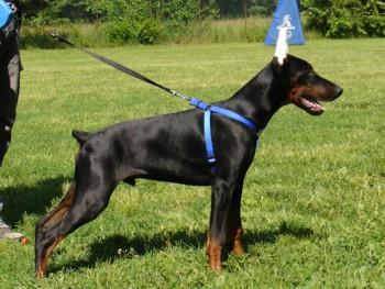 Hans dei Nobili Nati | Black Doberman Pinscher