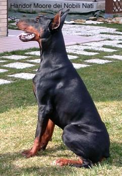 Handor Moore dei Nobili Nati | Black Doberman Pinscher