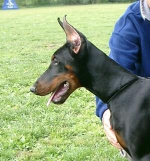 Hangelina Jolie dei Nobili Nati | Black Doberman Pinscher