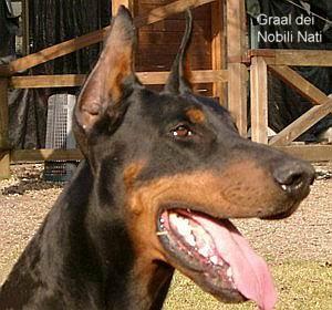 Graal dei Nobili Nati | Black Doberman Pinscher