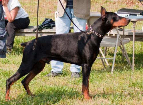 Ascomannis Karo | Black Doberman Pinscher