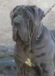 OTTAVIA DI FONDO ANFOSSI | Neapolitan Mastiff 