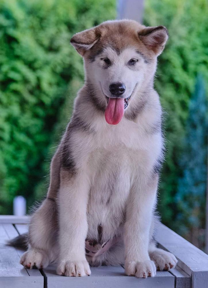 Kio Star Terreno | Alaskan Malamute 