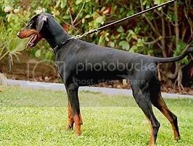 Ascomannis Freya | Black Doberman Pinscher