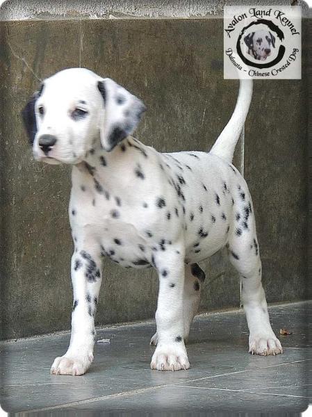 Sophie of Avalon Land | Dalmatian 