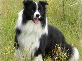 KERRYBRENT NZ MIDNITE SOLO | Border Collie 