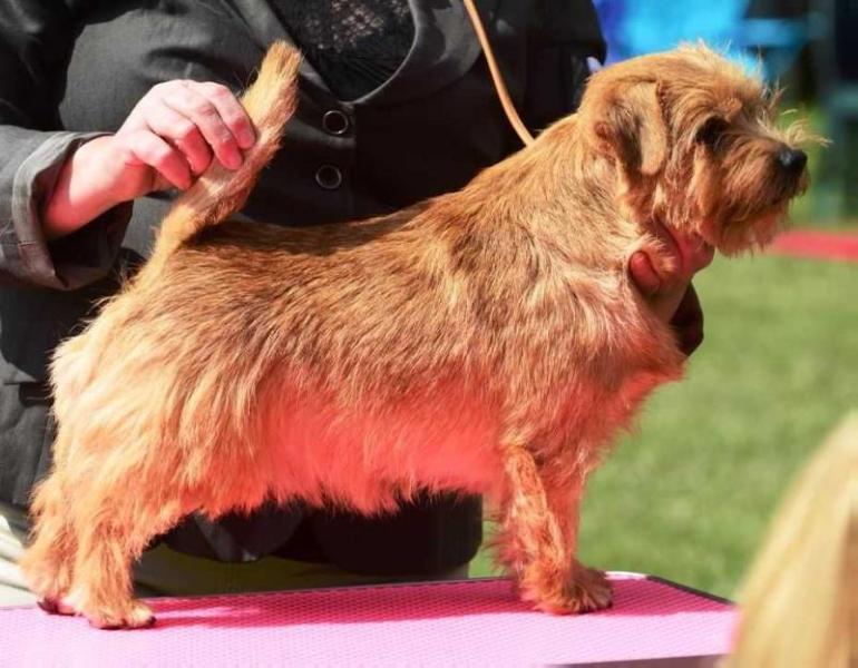 Fontanesi Diamond Geezer At Jaeva | Norfolk Terrier 