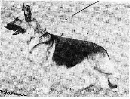 Ralymin Caligula | German Shepherd Dog 