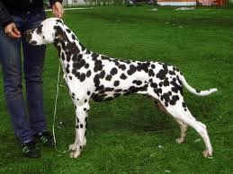 Crunch Munch von Ascabah | Dalmatian 