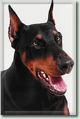 Ayco v. Brennenden Berg | Black Doberman Pinscher