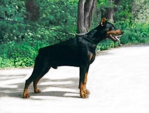 Amor v. Brennenden Berg | Black Doberman Pinscher