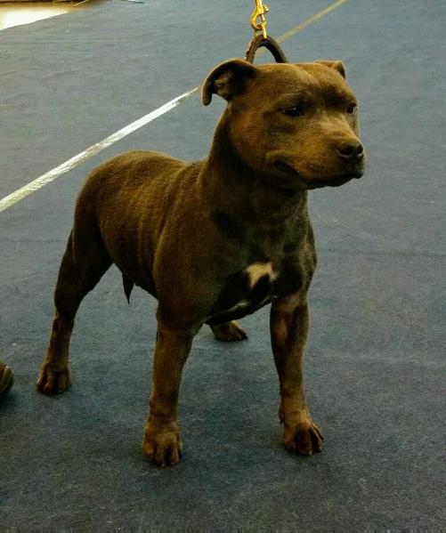 TINA BLUE OF CANTERBURY | Staffordshire Bull Terrier 