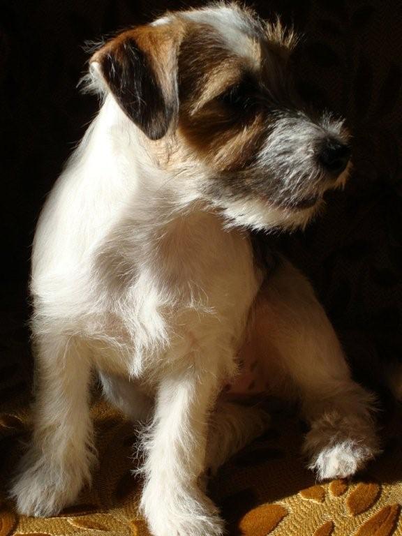 Blue di Villa Bosi | Jack Russell Terrier 