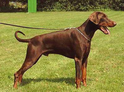 Arko v. Brennenden Berg | Brown Doberman Pinscher