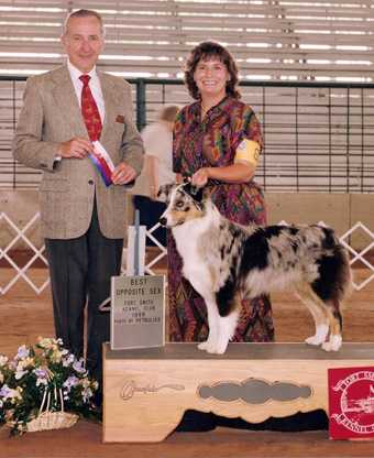 Pos Chases Away the Blues | Australian Shepherd 