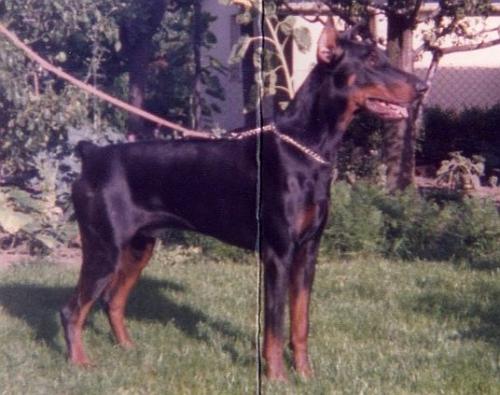 Flaik v. Amtmannsgarten | Black Doberman Pinscher