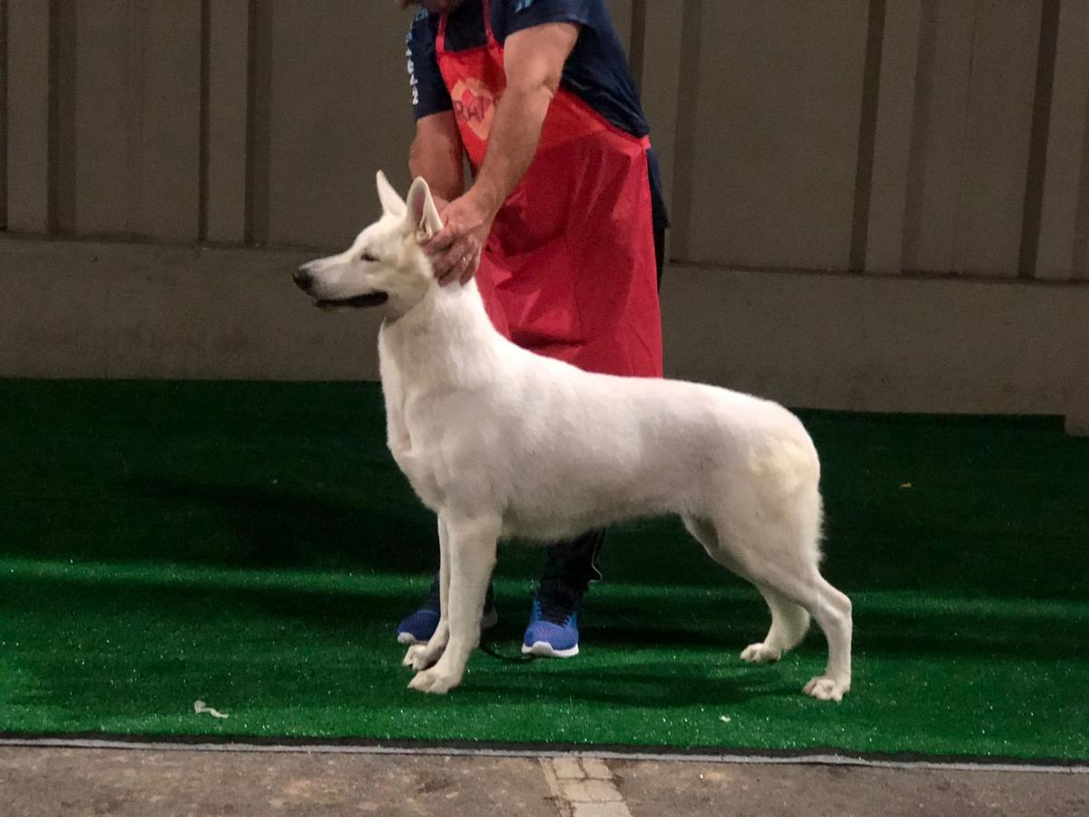 Iris Raised by Wolves | White Swiss Shepherd Dog 