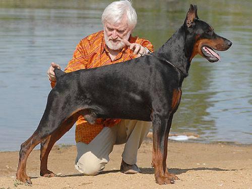 Erny iz Zoosfery | Black Doberman Pinscher