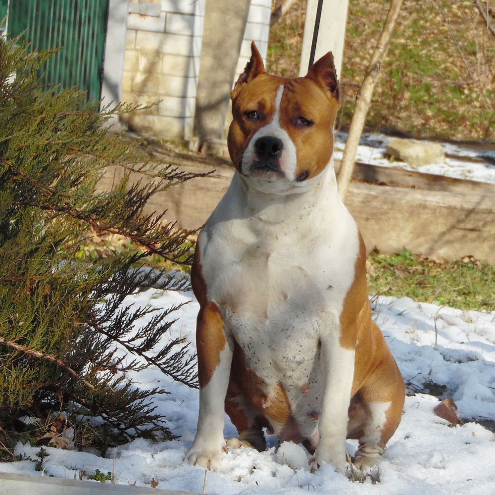 LIVIA LAYSAN | American Staffordshire Terrier 