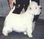O'ecarlate Du Moulin De Mac Gregor | West Highland White Terrier 