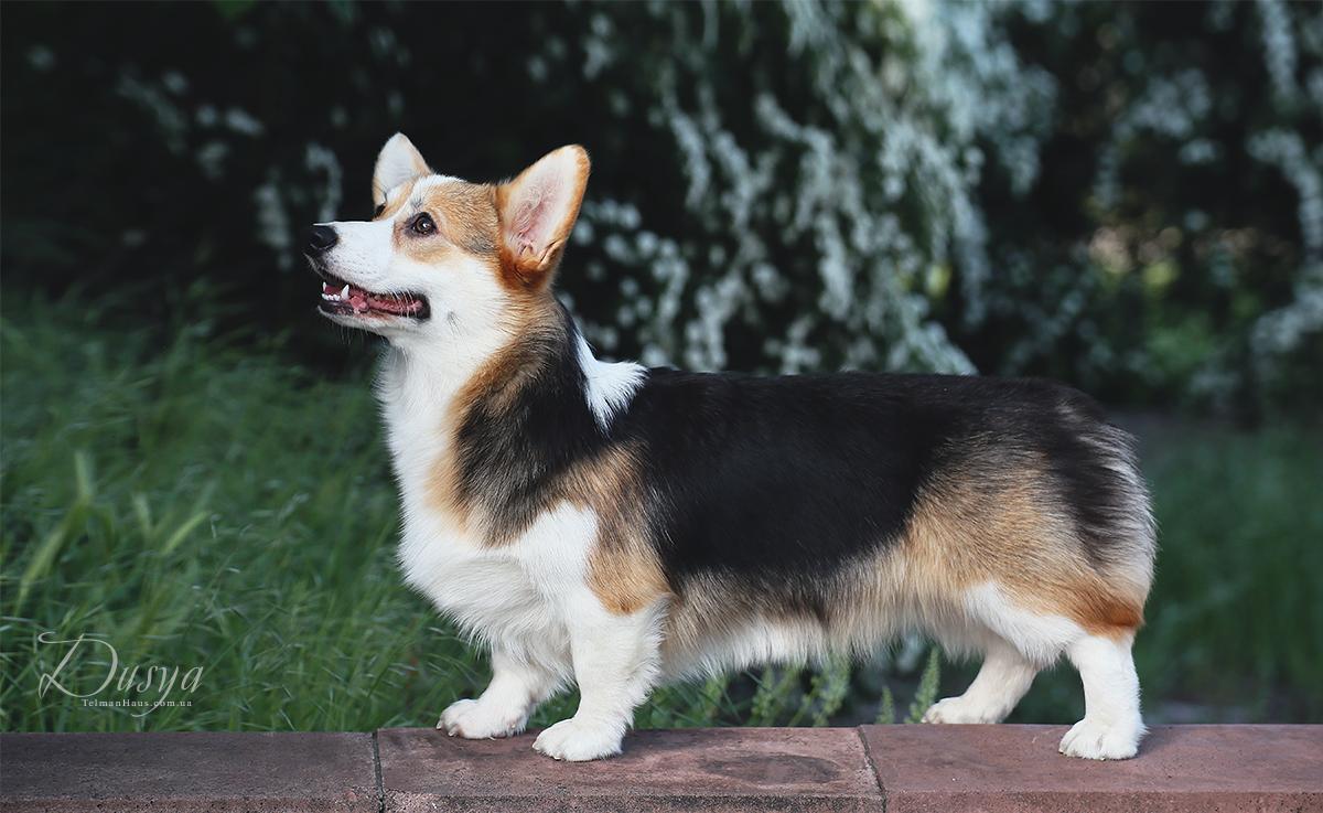 TELMAN HAUS ZANDRA RHODES | Pembroke Welsh Corgi 