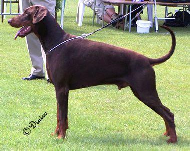 Santo v.d. Böllenruthen | Brown Doberman Pinscher